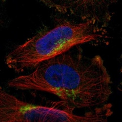 SLC38A10 Antibody, Novus Biologicals 0.1mL; Unlabeled:Antibodies, Polyclonal